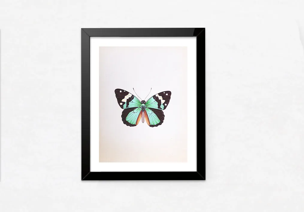 An Alluring Butterfly in Miniature Painting by Mohan Prajapati