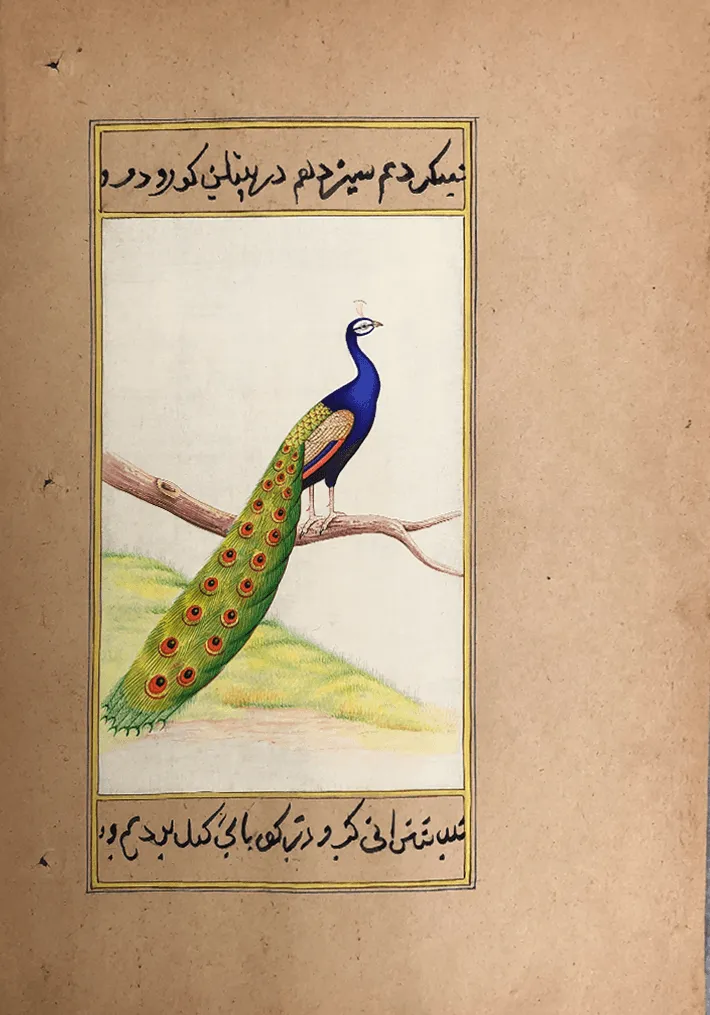 An Alluring Peacock in Miniature Painting by Mohan Prajapati