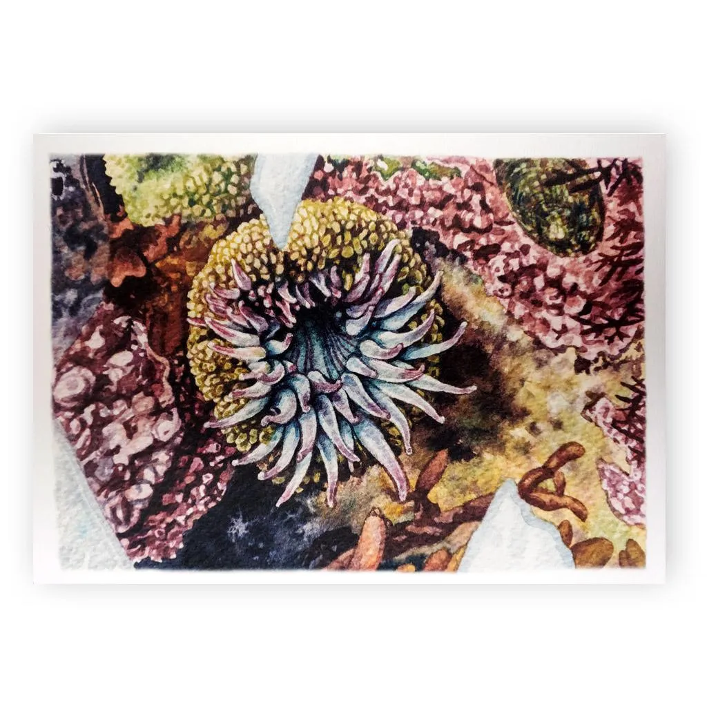 Beau Jackson Anemone Tidepool Greeting Card