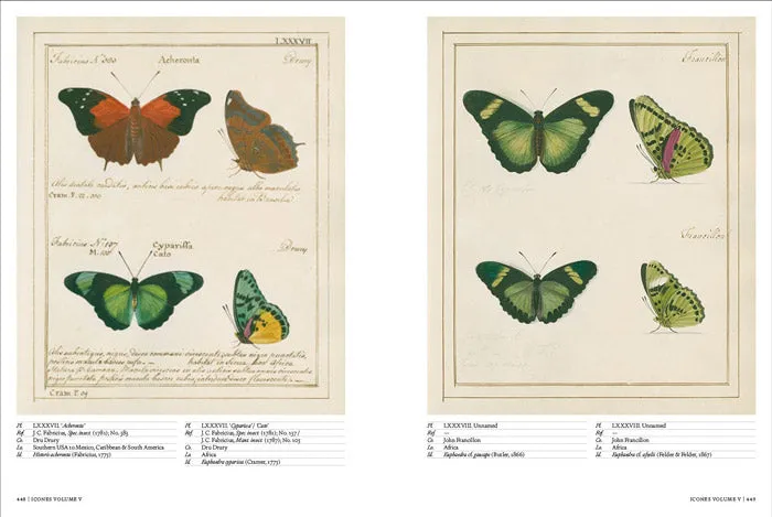 Iconotypes - A Compendium of Butterflies and Moths - William Jones